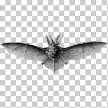 SVG Brown long eared bat SVG Brown long eared bat