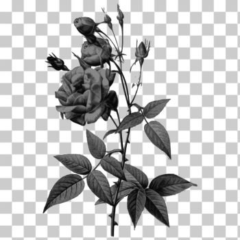SVG Buds and roses SVG Buds and roses