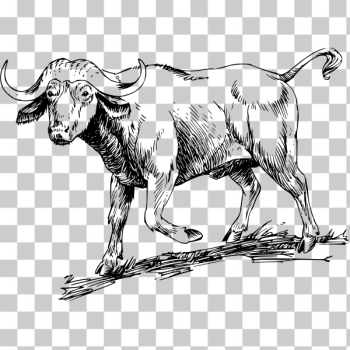 SVG Buffalo 2 SVG Buffalo 2