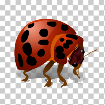 SVG Bug vector SVG Bug vector