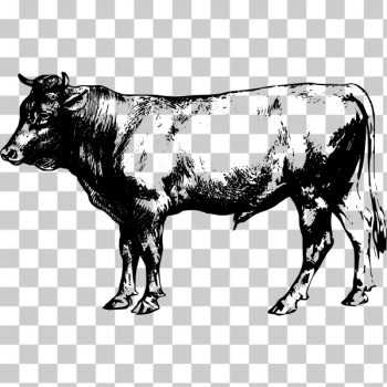 SVG Bull sketch image SVG Bull sketch image