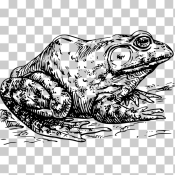 SVG Bullfrog SVG Bullfrog