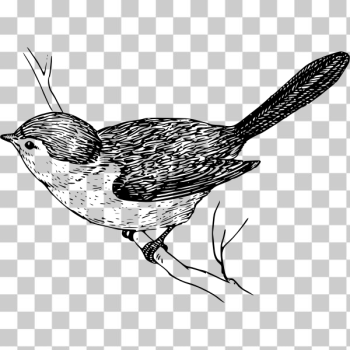 SVG Bushtit in black and white graphics SVG Bushtit in black and white graphics