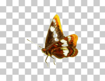SVG Butterfly 01 SVG Butterfly 01