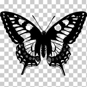 SVG Butterfly 13 SVG Butterfly 13
