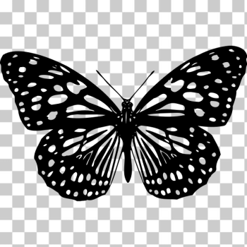 SVG Butterfly 17 SVG Butterfly 17