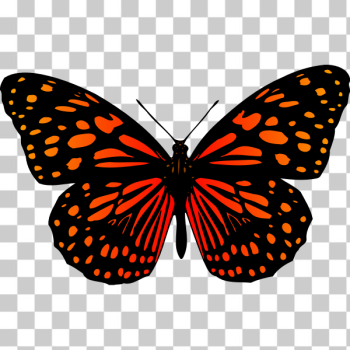 SVG Butterfly 17 Colour SVG Butterfly 17 Colour