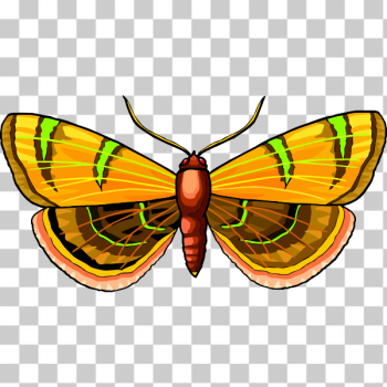 SVG Butterfly 27 SVG Butterfly 27