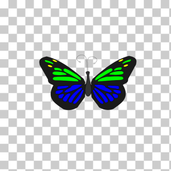 SVG Butterfly animation SVG Butterfly animation