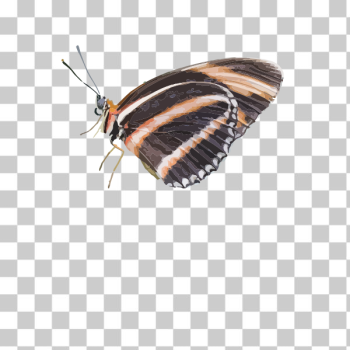 SVG Butterfly drawing image SVG Butterfly drawing image