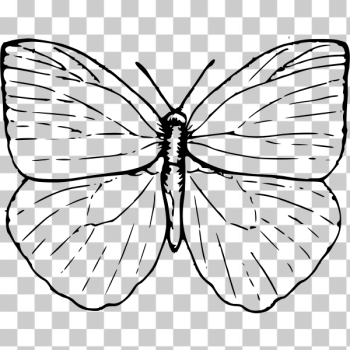 SVG Butterfly illustration SVG Butterfly illustration