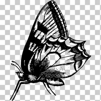 SVG Butterfly in black and white SVG Butterfly in black and white