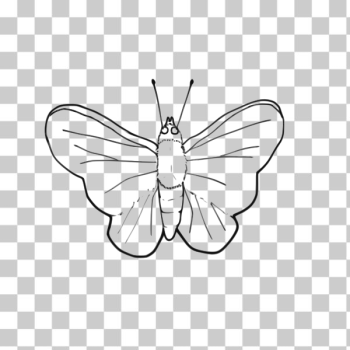 SVG Butterfly line art vector image SVG Butterfly line art vector image