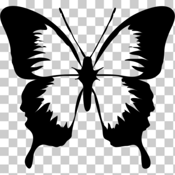 SVG Butterfly silhouette image SVG Butterfly silhouette image