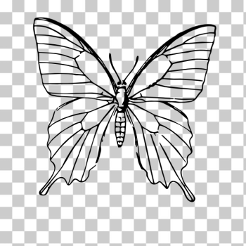 SVG Butterfly sketch SVG Butterfly sketch
