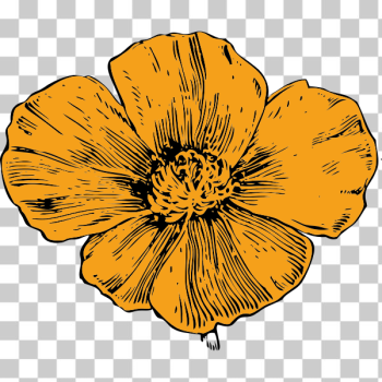 SVG California poppy SVG California poppy
