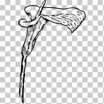 SVG calla lily SVG calla lily