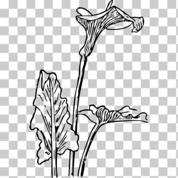 SVG calla lily 2 SVG calla lily 2
