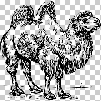 SVG Camel 01 SVG Camel 01