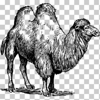 SVG Camel 02 SVG Camel 02