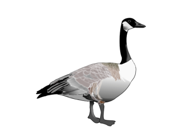 SVG Canadian goose SVG Canadian goose