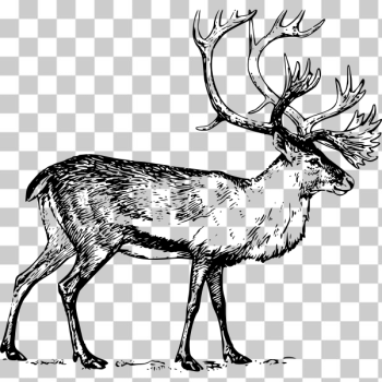 SVG caribou SVG caribou