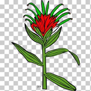 SVG Castilleja Miniata SVG Castilleja Miniata