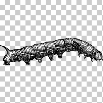 SVG Caterpillar illustration