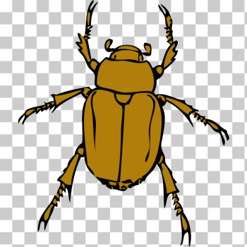 SVG chafer bug SVG chafer bug