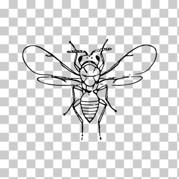 SVG Chalcid fly SVG Chalcid fly