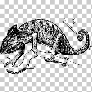 SVG chameleon SVG chameleon