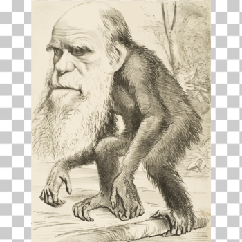 SVG Charles Darwin ape