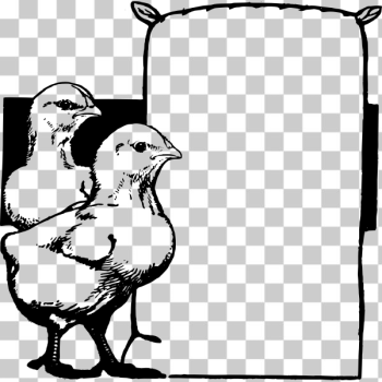 SVG Chicks with frame SVG Chicks with frame