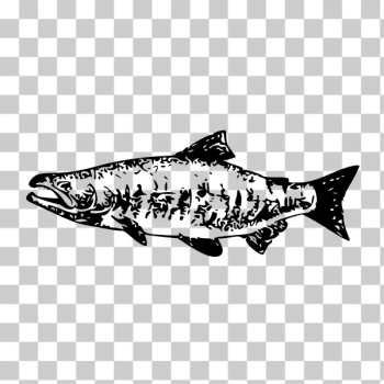 SVG Chum salmon vector image SVG Chum salmon vector image