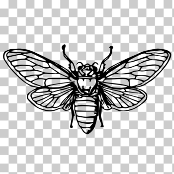 SVG Cicada image
