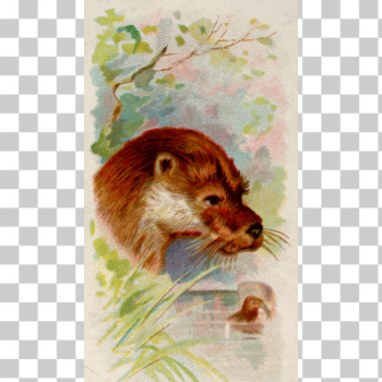 SVG Cigarette card