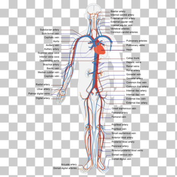SVG Circulatory human system SVG Circulatory human system