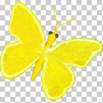 SVG Citrus fruit butterfly SVG Citrus fruit butterfly