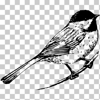SVG Clip art of black-capped chickadee SVG Clip art of black-capped chickadee