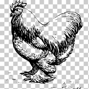 SVG Cochin chicken vector illustration SVG Cochin chicken vector illustration