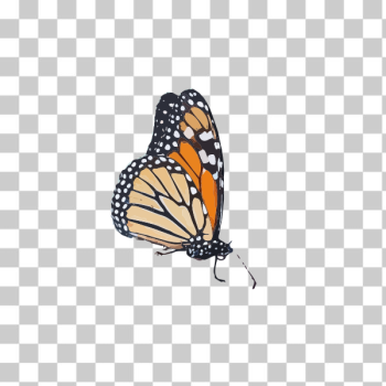 SVG Colorful butterfly drawing SVG Colorful butterfly drawing