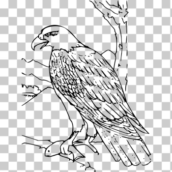 SVG Coloring Book Bald Eagle SVG Coloring Book Bald Eagle