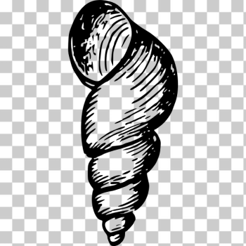 SVG Colorless seashell SVG Colorless seashell