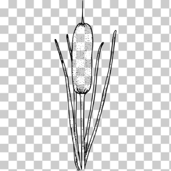 SVG Common cattail SVG Common cattail