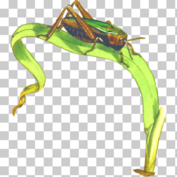 SVG Common Green Grasshopper SVG Common Green Grasshopper