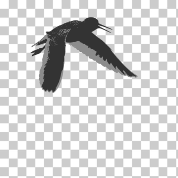 SVG Common redshank SVG Common redshank