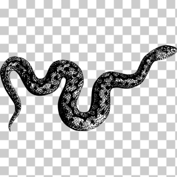 SVG Common viper SVG Common viper