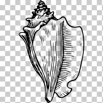 SVG conch SVG conch