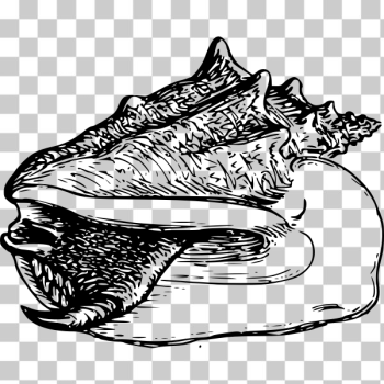 SVG conch 2 SVG conch 2