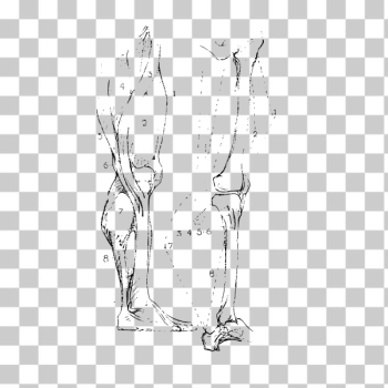SVG Constructive anatomy of human leg drawing SVG Constructive anatomy of human leg drawing